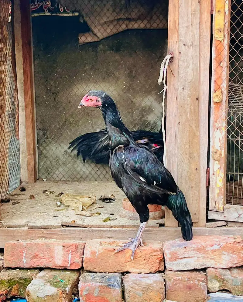 Two aseel females for sale — photo 3