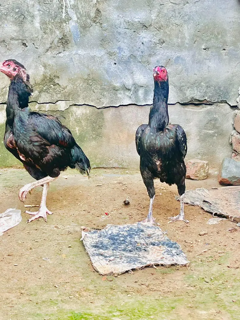 Two aseel females for sale — photo 4