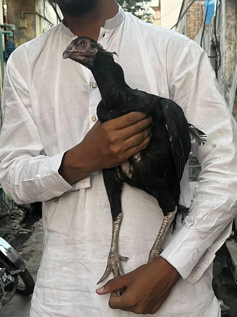 Two aseel females for sale — photo 5