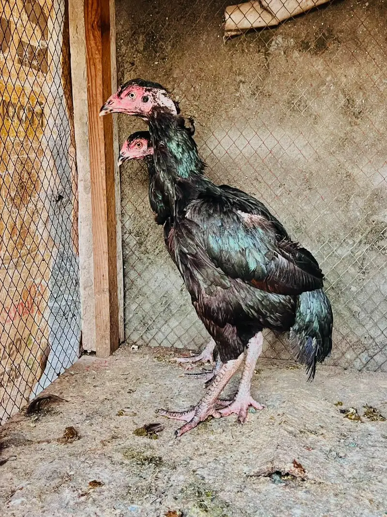 Two aseel females for sale — photo 7