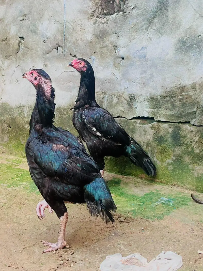 Two aseel females for sale — photo 8