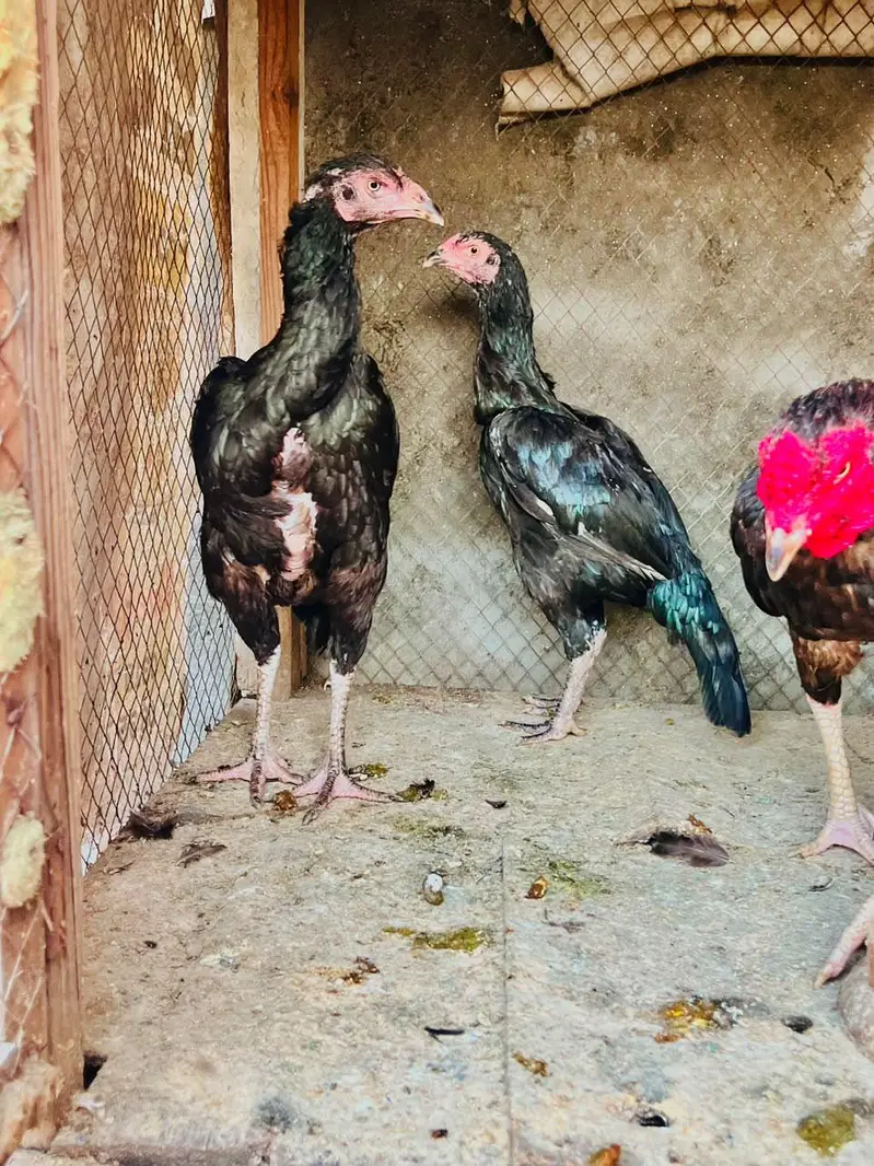 Two aseel females for sale — photo 9