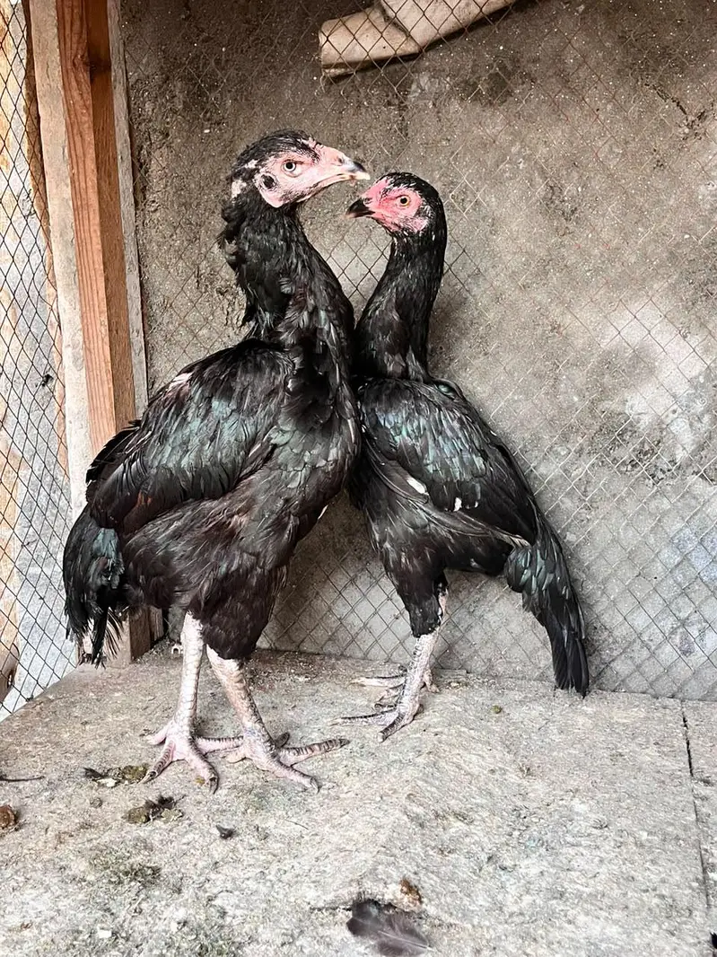 Two aseel females for sale — photo 10