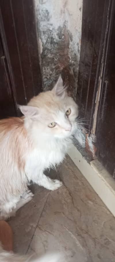 Persian cat