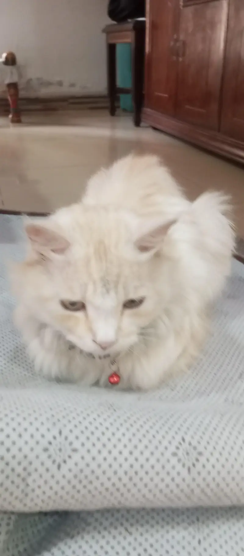 Persian cat — photo 2
