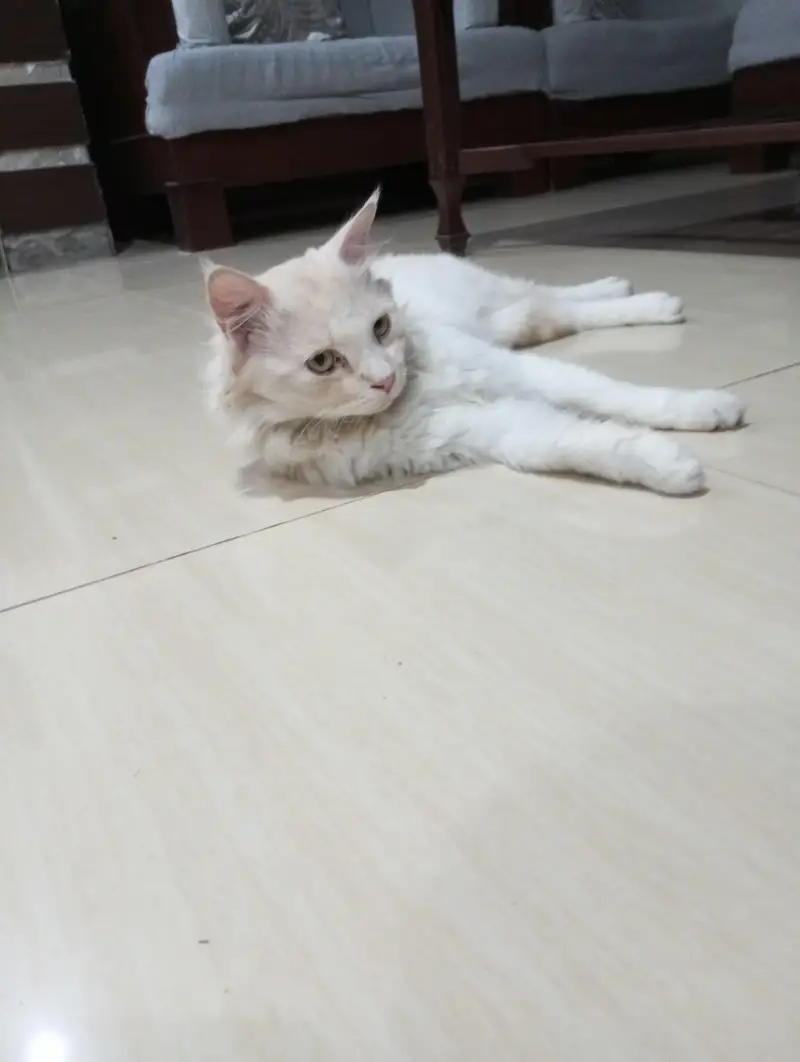 Persian cat — photo 3