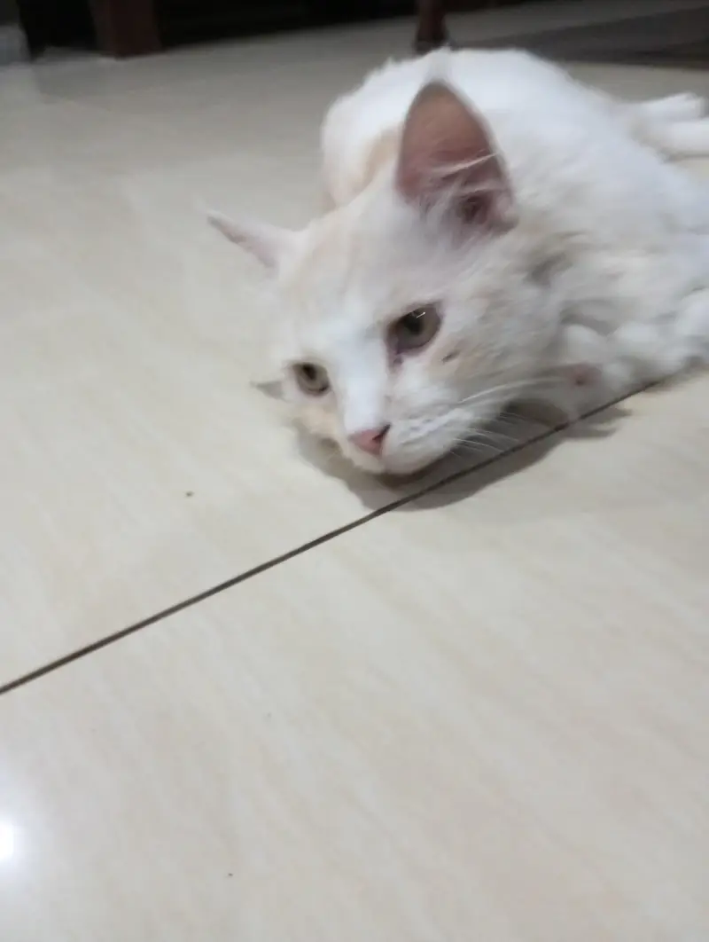 Persian cat — photo 4