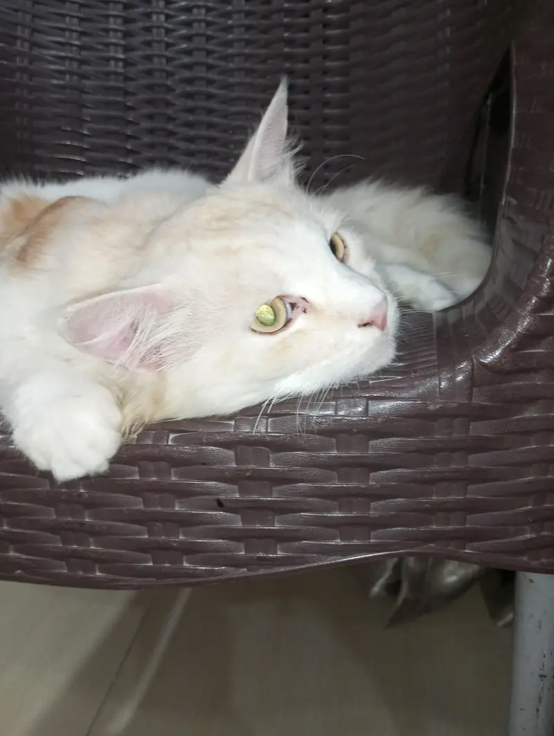 Persian cat — photo 5