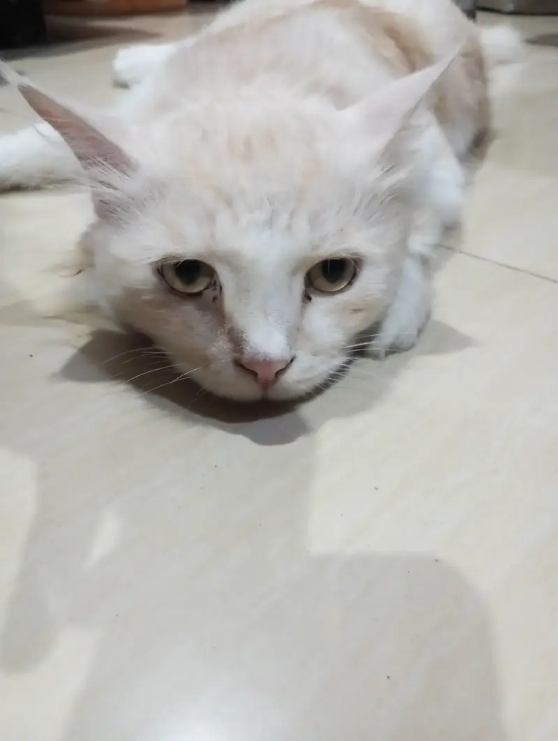 Persian cat — photo 6