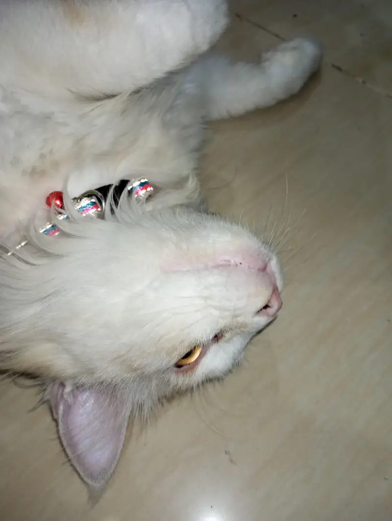 Persian cat — photo 7