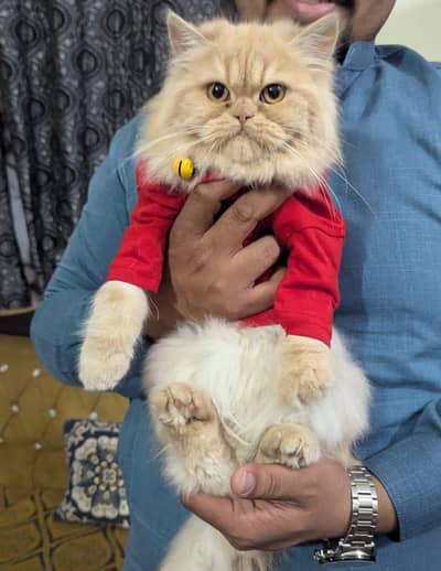 Persian Triple coated Female