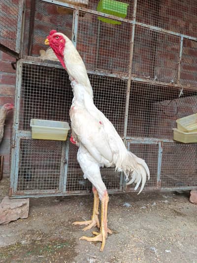 White oh shamo Male (premium quality male )