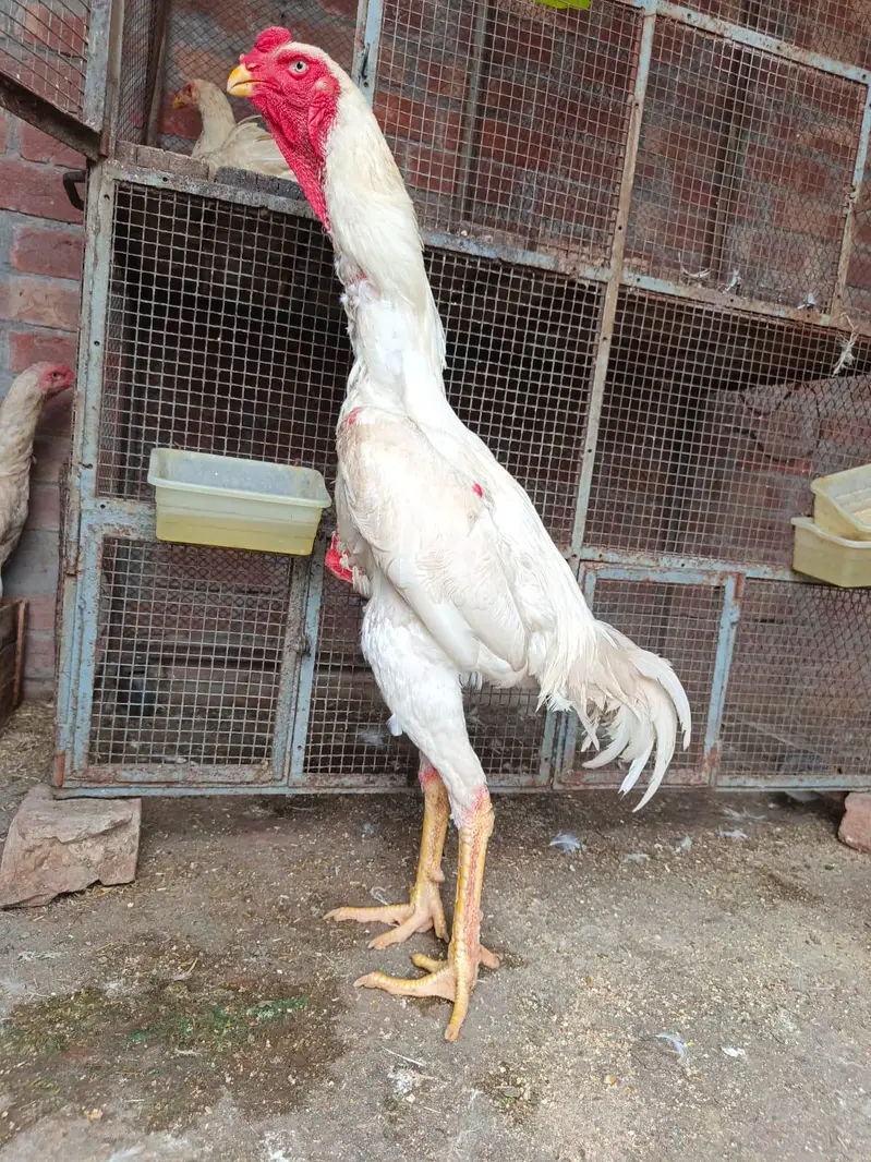 White oh shamo Male (premium quality male ) — photo 2