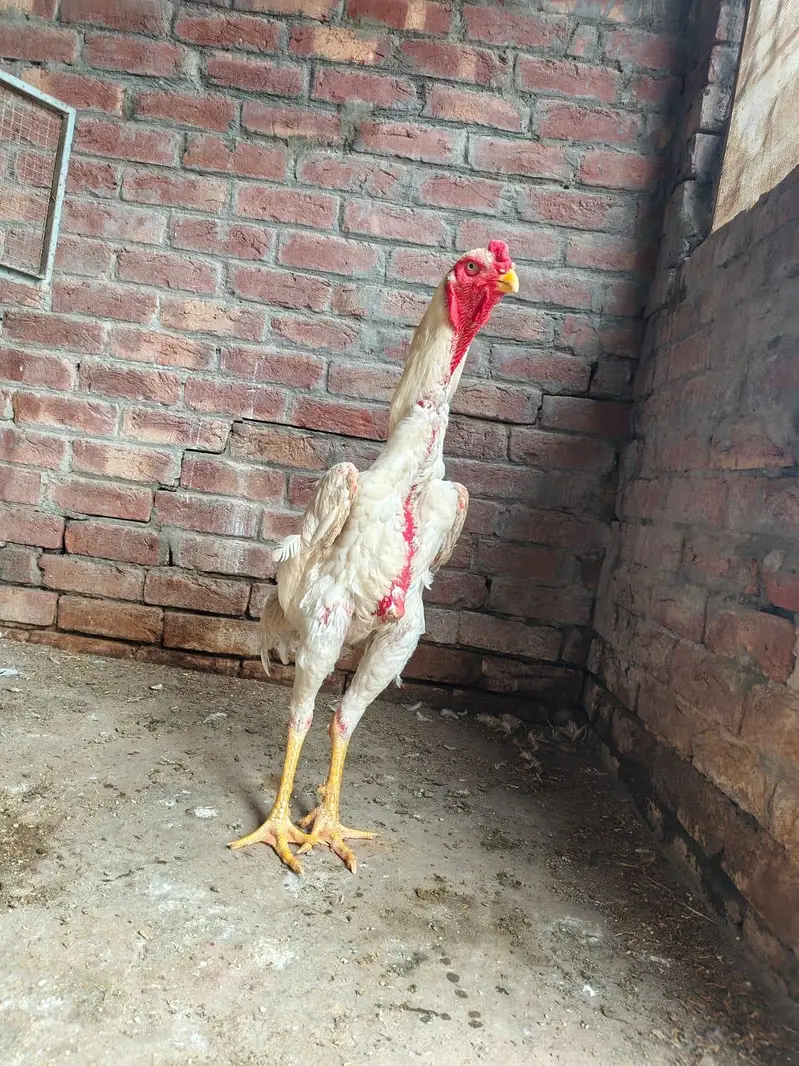 White oh shamo Male (premium quality male ) — photo 3