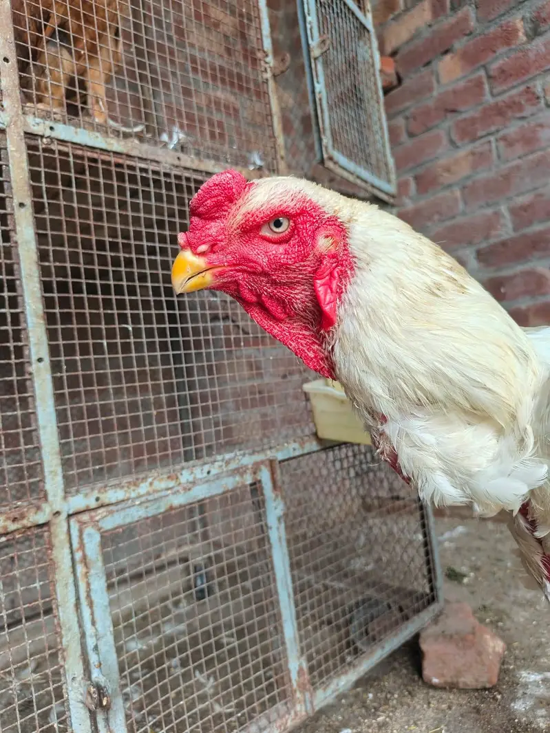 White oh shamo Male (premium quality male ) — photo 4