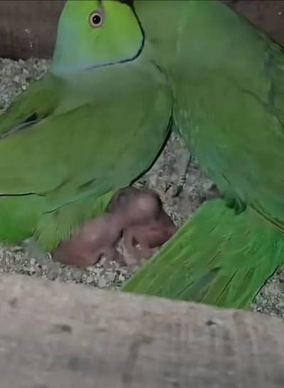 full breeder pair final 9999
