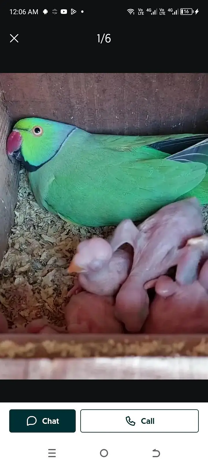 full breeder pair final 9999 — photo 2