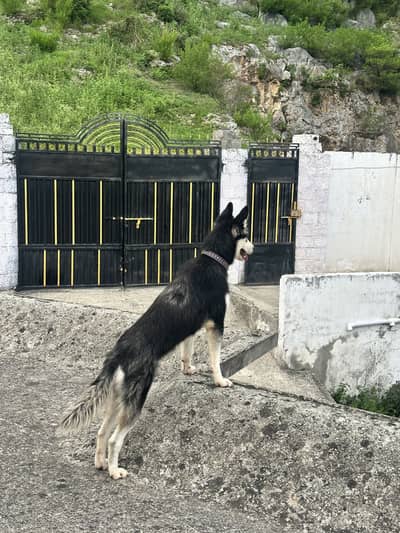 Siberian husky female, cute age 9 months