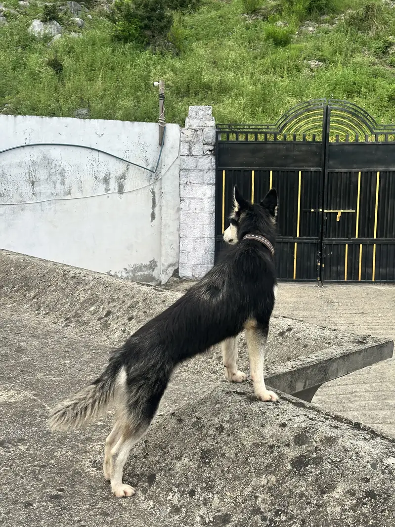 Siberian husky female, cute age 9 months — photo 3