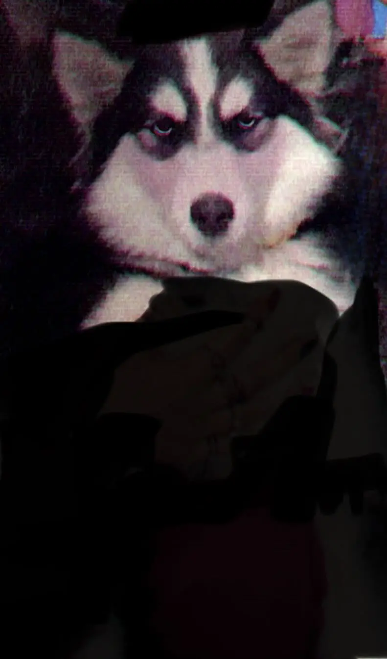 Siberian husky female, cute age 9 months — photo 4