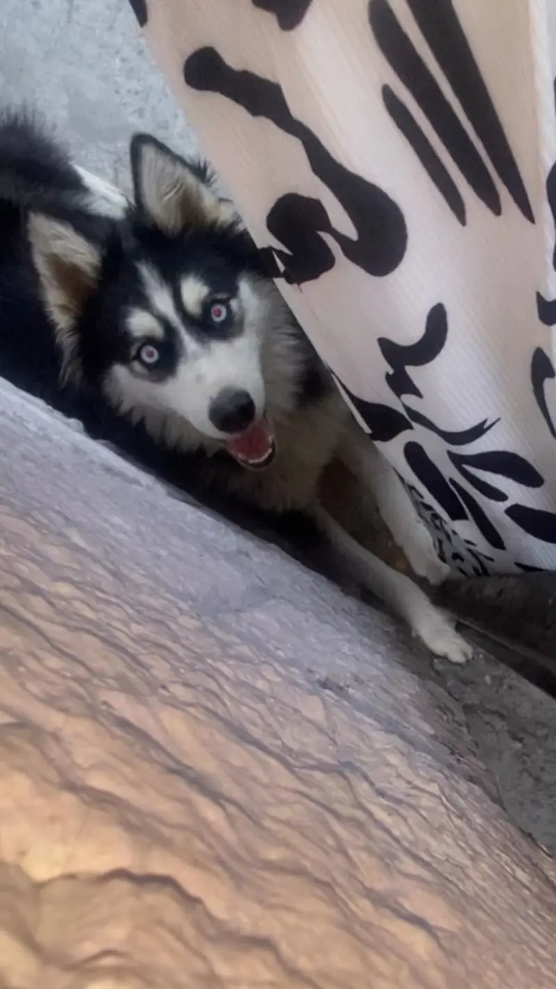 Siberian husky female, cute age 9 months — photo 5