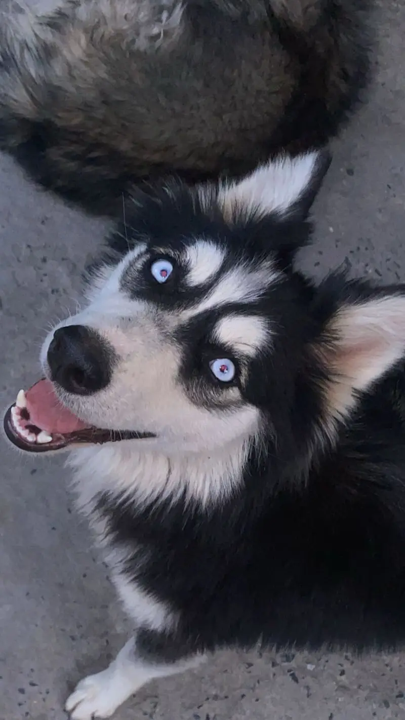 Siberian husky female, cute age 9 months — photo 6