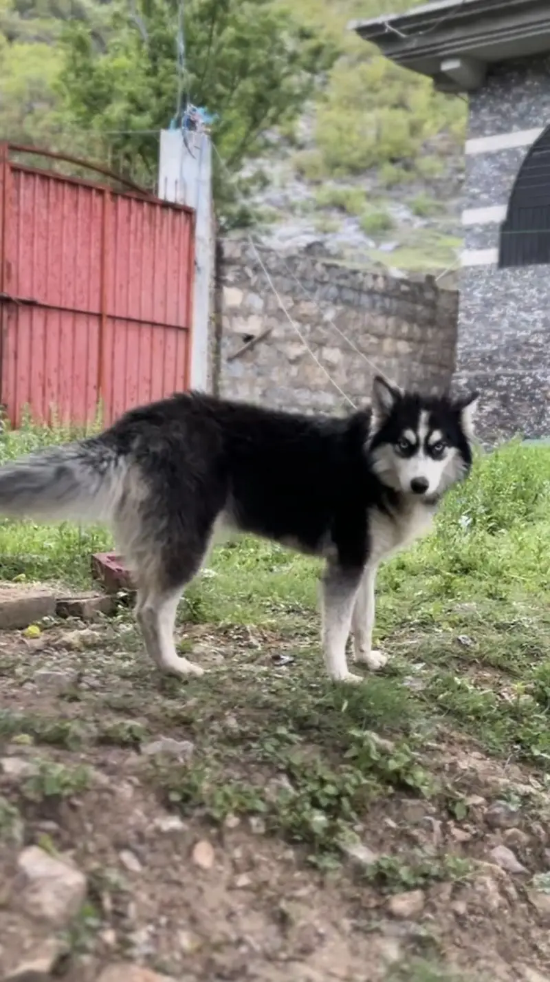 Siberian husky female, cute age 9 months — photo 7