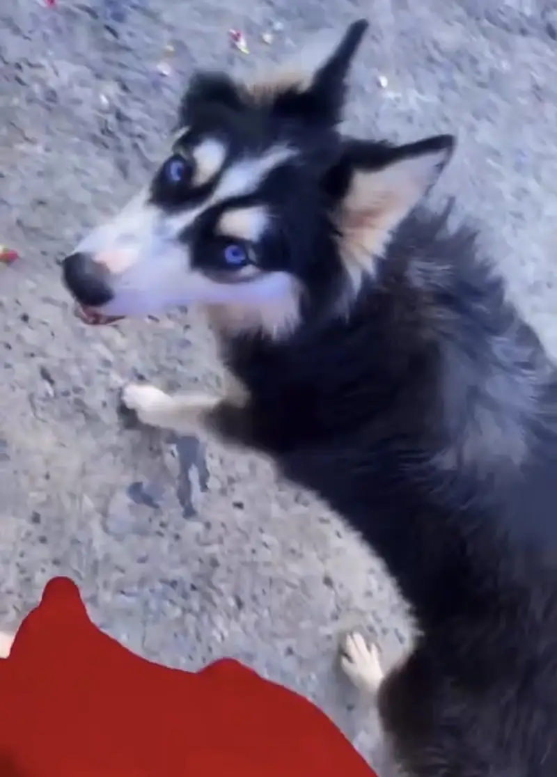 Siberian husky female, cute age 9 months — photo 8