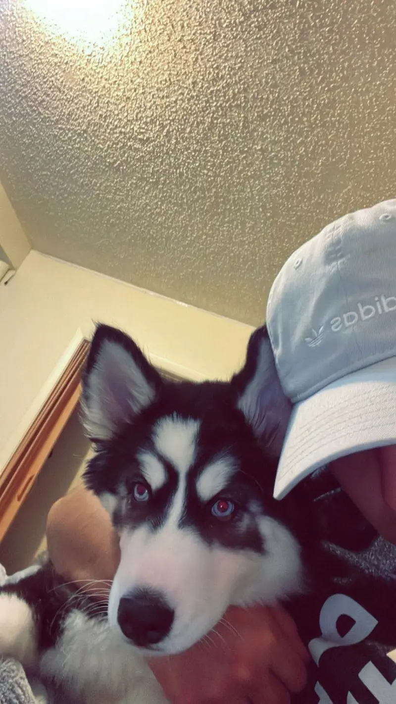 Siberian husky female, cute age 9 months — photo 9
