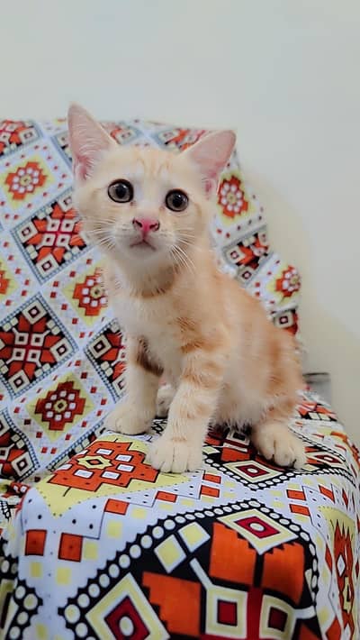 Persian  cate