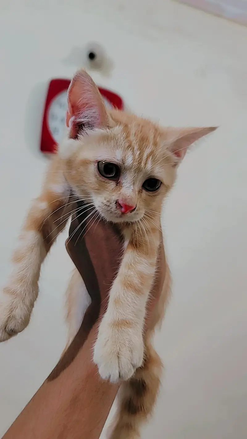 Persian  cate — photo 2