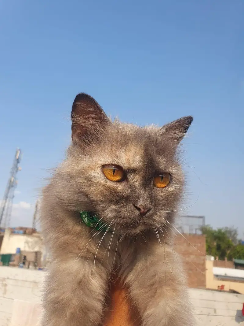 Persian  cate — photo 3