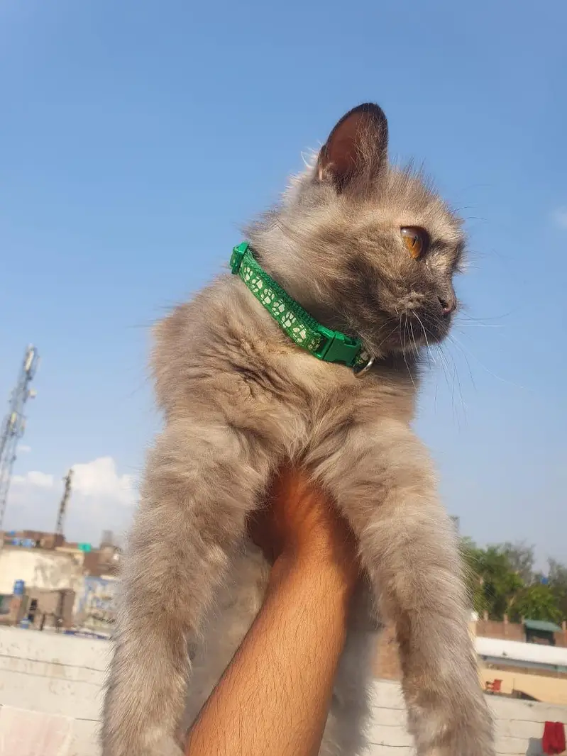 Persian  cate — photo 4