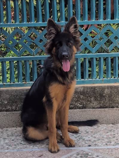 German Shepherd Puppy black marks  03135019423