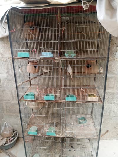 bird's cage