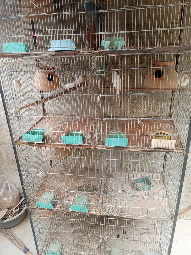 bird's cage — photo 2