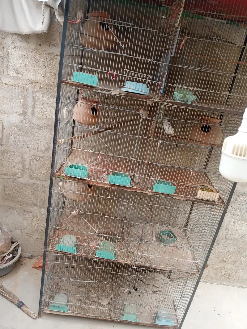 bird's cage — photo 3