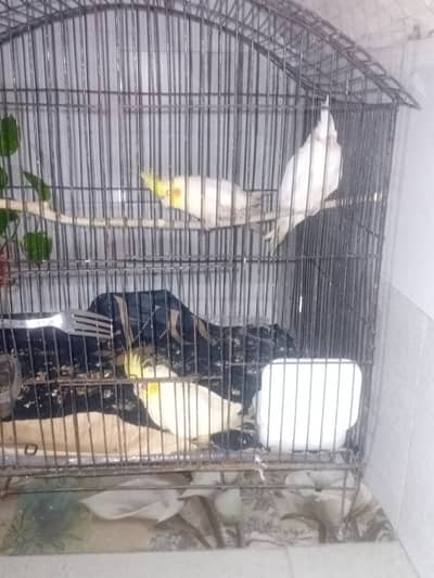 Cockatiel parrots