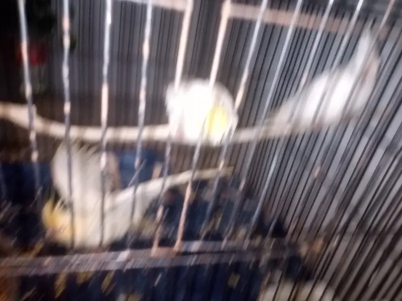 Cockatiel parrots — photo 2