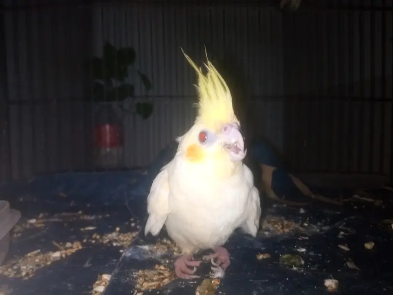 Cockatiel parrots — photo 3