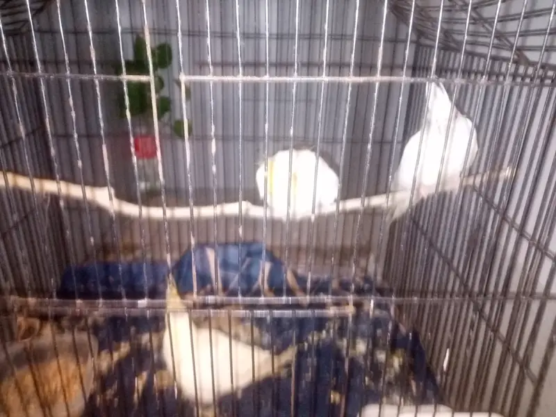 Cockatiel parrots — photo 4