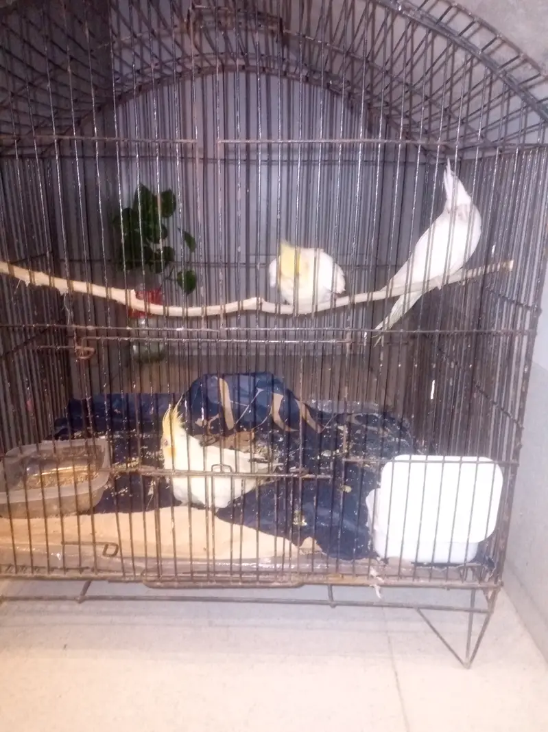 Cockatiel parrots — photo 5
