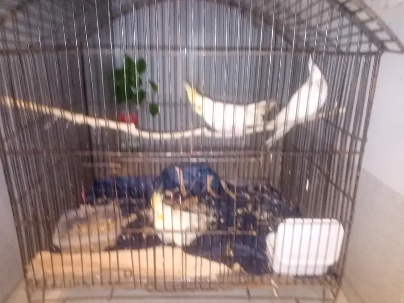 Cockatiel parrots — photo 6