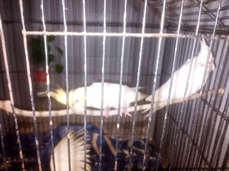 Cockatiel parrots — photo 7