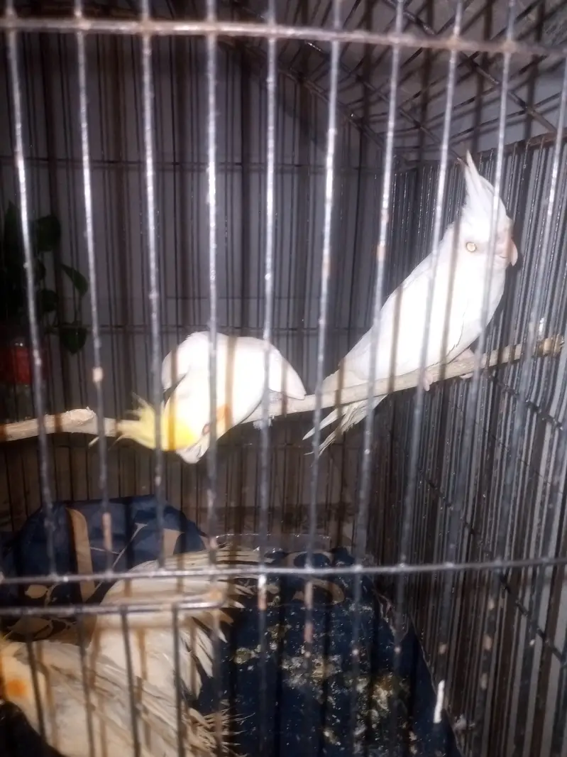 Cockatiel parrots — photo 8