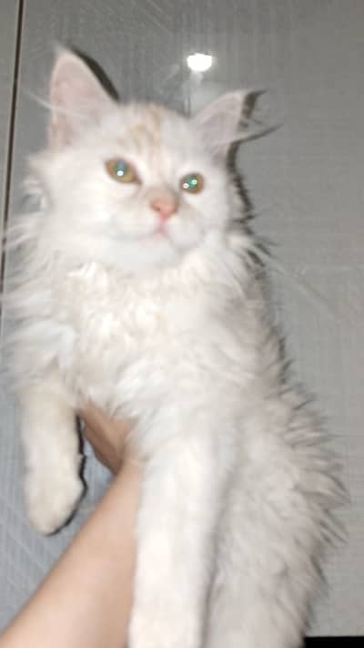 Pure Persian Cat