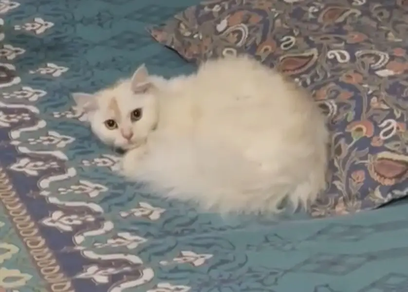 Pure Persian Cat — photo 2