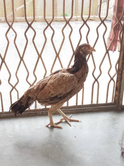 High quality aseel hen for seal