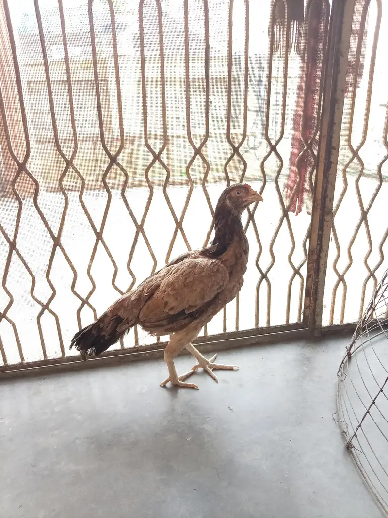 High quality aseel hen for seal — photo 2