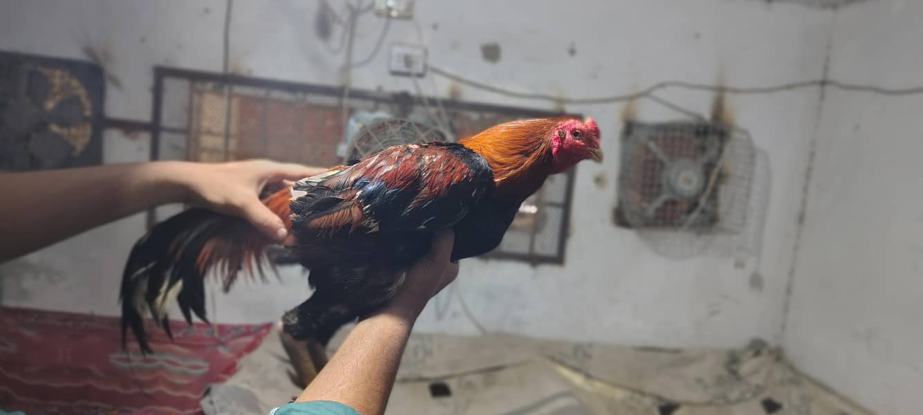 خالص نسل اصیل مرغہ برائے فروخت – نایاب کوالٹی، فل ایکٹو! 0